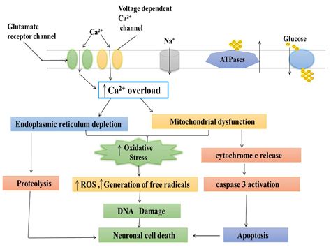 Roles Of Calcium Ions In Parkinsons Disease Encyclopedia Mdpi