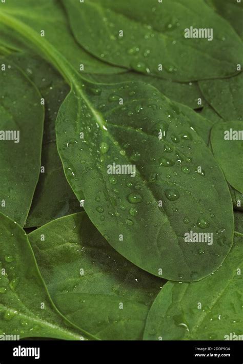 Spinach Shoot Salad Spinacia Oleracea Leaves With Dropplet Stock