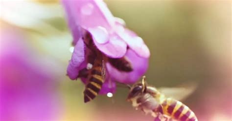 Pornhub Launches BEE Porn Channel But There S An Important Reason Why Mirror Online