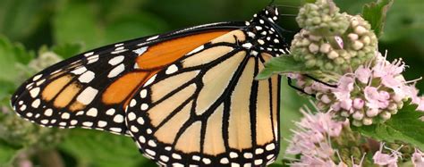 Our Butterflies Michigan Native Butterfly Farm