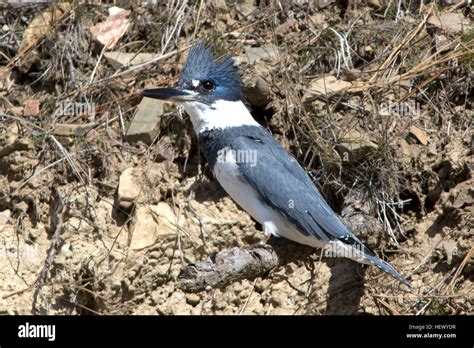 Kingfisher nest hi-res stock photography and images - Alamy