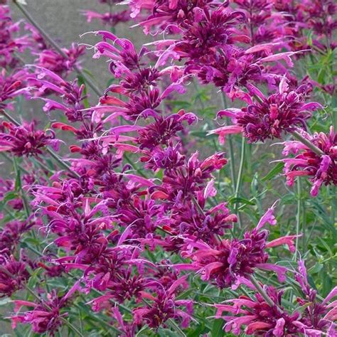 Agastache Plants For Sale Hummingbird Mint Hyssop High Country