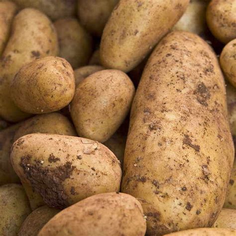 Yukon Gold Potato How To Grow Potatoes Growing Potatoes Potatoes