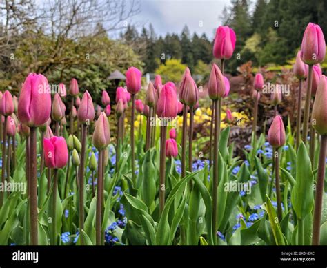 A Beautiful Field Full Of Blooming Pink Tulips And Forget Me Not