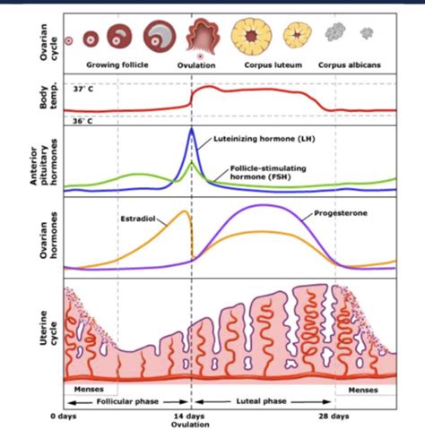 Endocrine Physiology Iii Reproductive System And Somatic Growth