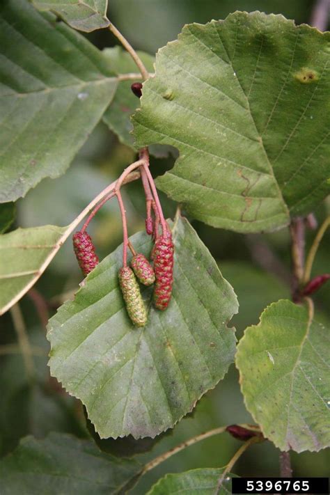 Highly Invasive European Black Alder Alnus Glutinosa Common Garden