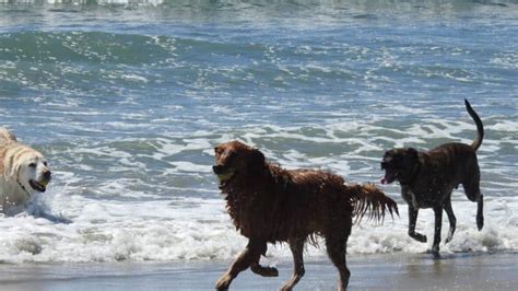 Best Dog-Friendly Beaches in San Diego