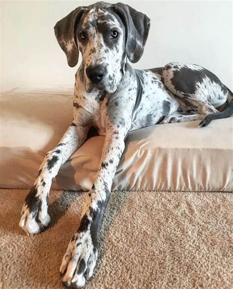 10 Fun Facts About Great Danes