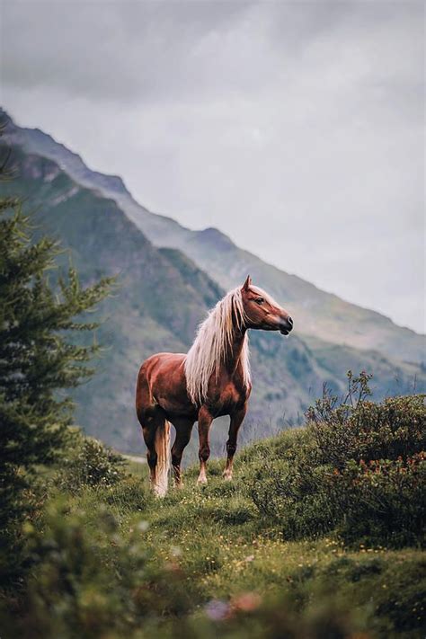 Haflinger Photograph Haflinger Portrait By Giulia Basaglia