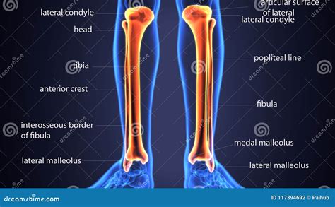 Tibia And Fibula Bone Diagram