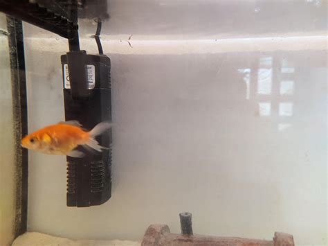 Is My Goldfish Sick Rgoldfish