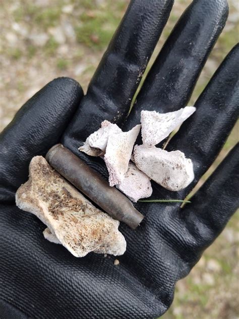 Skeletal remains, shell casings found in suspected cartel camp Jalisco