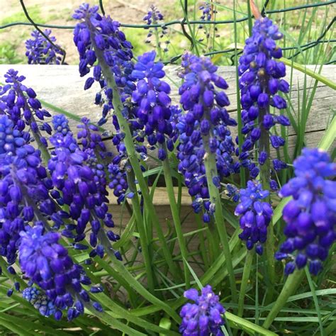 Muscari comosum 'Plumosum', Grape Hyacinth (Species) Tassel Grape ...