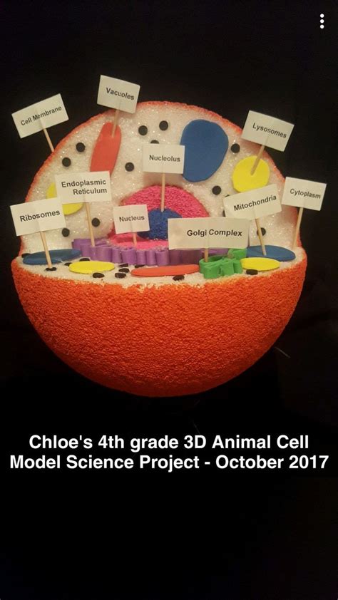 Animal Cell 3D Model Project With Labels