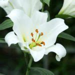 Lilium Oriental Cuidados Flores Tallos Y M S