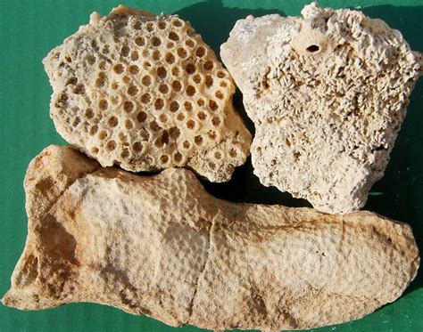 Fossil corals: Fossil corals : More Corals, more Fossils