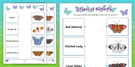 Types Of Butterfly Matching Worksheet öğretmen Yaptı