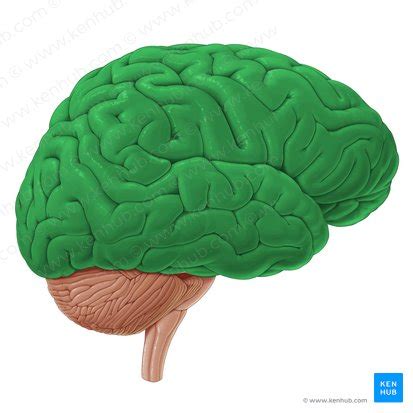 Cerebrum (brain): location, anatomy, lobes, function | Kenhub