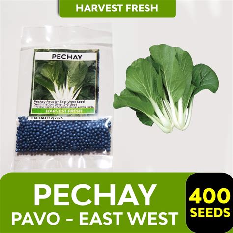 Pechay Seeds Pavo Pavito Black Behi Green Shingkang Tsoi Sum