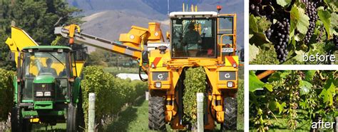 When To Harvest Grape To Glass