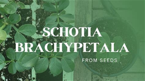 Growing Schotia Brachypetala From Seeds Youtube