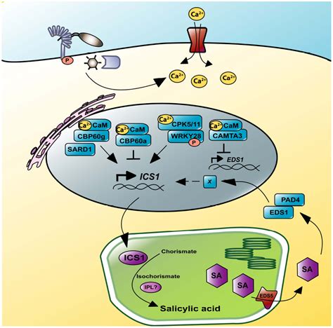 Frontiers Salicylic Acid Signal Transduction The Initiation Of