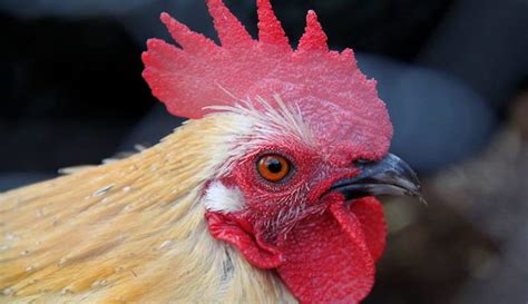 20 Real Life Funny Chicken Stories Hobby Farms