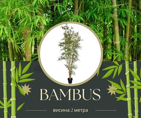 Бамбус -Bambus – ZelenaOaza.net