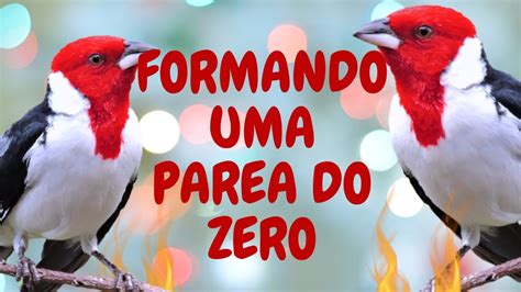 COMO FORMAR UMA PAREA DE GALO DE CAMPINA DO ZERO P 1 YouTube