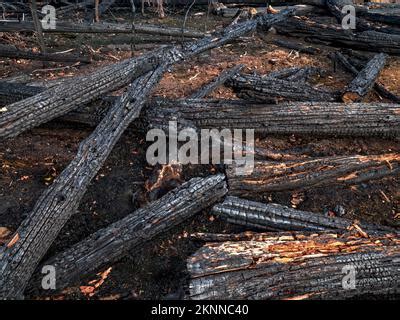 Corteza De Rbol Quemada Despu S Del Mayor Incendio Forestal En La