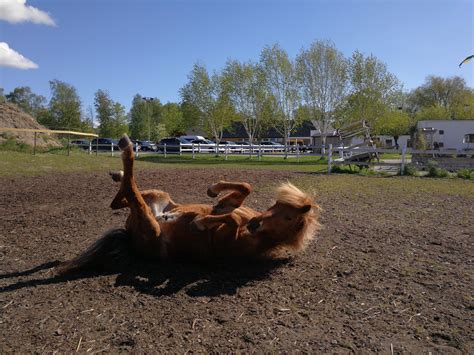 toelt