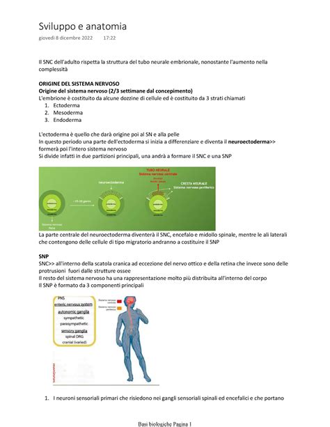 Sviluppo E Anatomia Appunti Della Lezione E Slide Il Snc Dell