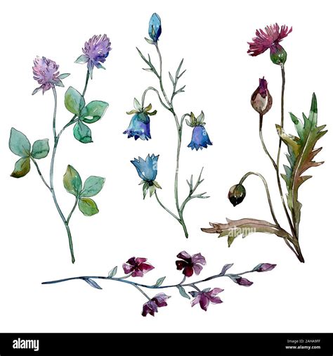 Wildflowers Floral Botanical Flowers Wild Spring Leaf Wildflower Isolated Watercolor