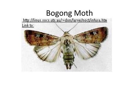 Bogong Moth Ppt