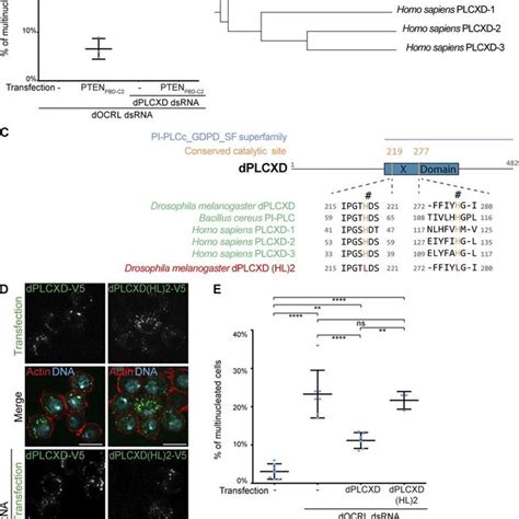 Model For Regulation Of Ptdins P Homeostasis On Endosomes In