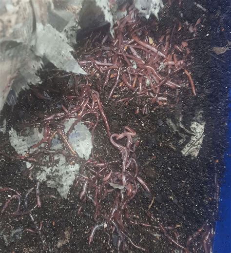 How to Raise Red Worms - Worm Farm Blog