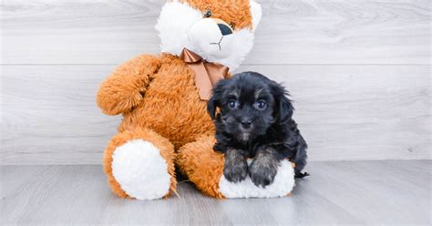 Friendly Havanese Gamora 3lb 4oz Purebred Puppy
