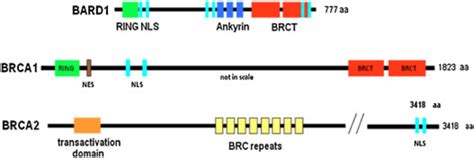 Comparison Of Protein Structures Of BARD1 BRCA1 And BRCA2 RING