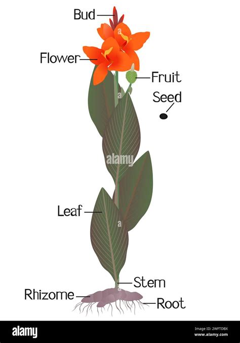 Parts Of Cannas Plant On A White Background Stock Vector Image And Art
