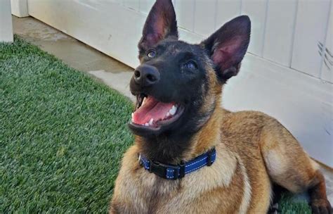 Sapphire German Shepherd Rescue Of Orange County