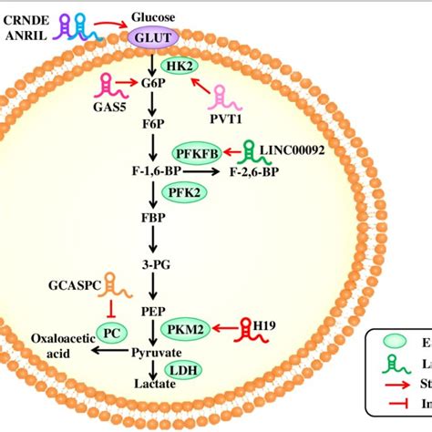 Lncrnas Regulate The Molecules Involved In Glucose Metabolism In Download Scientific Diagram