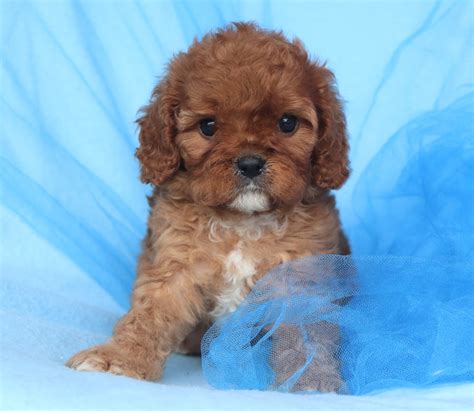 Cavachon Puppies For Sale Happytail Puppies