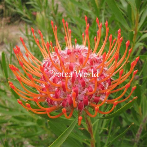 Protea World Protea Plants Online And Nursery Tango Protea World