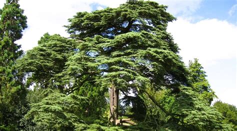 Cedar Trees What Should You Know Tree Secrets