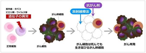 がん細胞の親玉、がん幹細胞