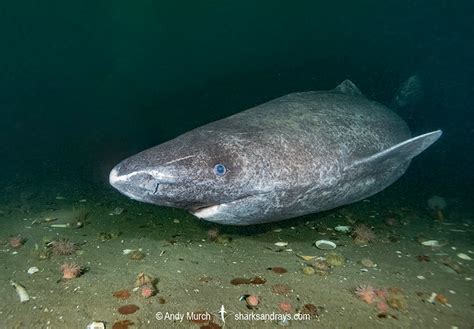 December Elasmobranch Of The Month The Greenland Shark