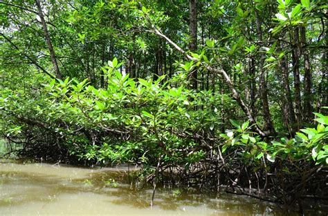 Hutan Bakau - Pengertian, Sebaran, Peran & Kondisi Mangrove