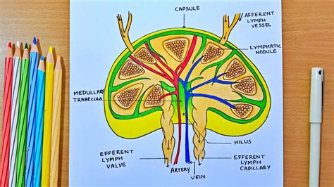 Structure Of A Lymph Node Lymph Node Diagram How To Draw Lymph