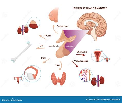 Le Diagramme De La Fonction Pituitaire Illustration Vectorielle De L