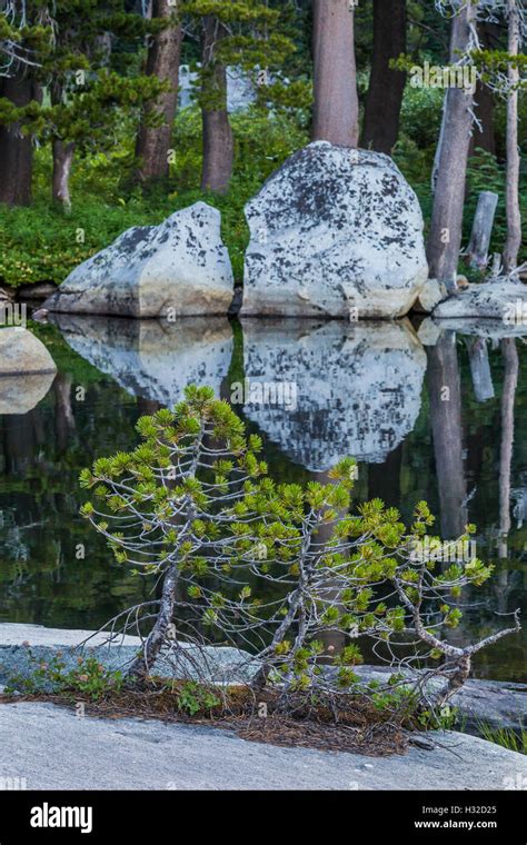 Un Grupo Similar De Bonsai De Pino Lodgepole Pinus Contorta A Lo